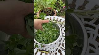 Regrow Wolfberry leaves cutting skills cuttingskills vegetablecarving cuttingvegetable cutting [upl. by Darline]