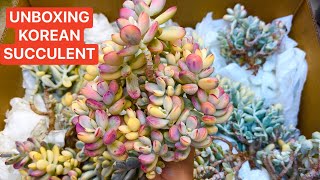 52924 UNBOXING KOREAN SUCCULENT  COTYLEDON VARIEGATED VERY NICE COLORS  Lele 408 883 5495 [upl. by Jocko630]