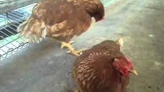 POULTRY DISEASE newcastle disease in laying hens chicken clinical sign symptom [upl. by Ferdy712]