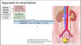 Acute Kidney Injury AKI [upl. by Nallak723]