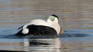 Eider duck mating [upl. by Wilt205]