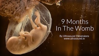 40 Weeks In The Womb by Ultrasound Dimensions [upl. by Nason]