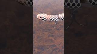 Catching A Fish On A Realistic SNAKE Lure [upl. by Ajnot438]