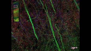 Visualizing the brain as a universe of synapses [upl. by Flss]