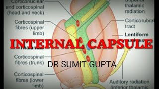 INTERNAL CAPSULE  Part 12 [upl. by Runstadler616]