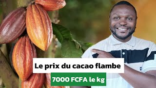 Flambée du prix du cacao une opportunité ou un piège [upl. by Lunette625]