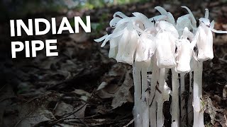 Indian Pipe Monotropa uniflora Identification Medicinal Benefits and More with Adam Haritan [upl. by Kcirneh]