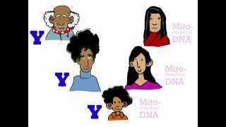 Genetics 101 Part 3 of 5 Where do your genes come from [upl. by Chastity]