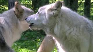 Wolves Growling and Snarling at Each Other [upl. by Cheke]