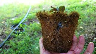 Propagating Plants in Coir Pots [upl. by Mika]