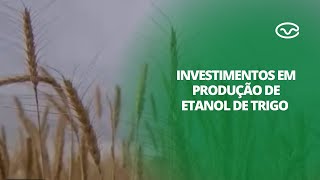 Brasil deve iniciar a produção de etanol de trigo em 2024 [upl. by Nerol651]