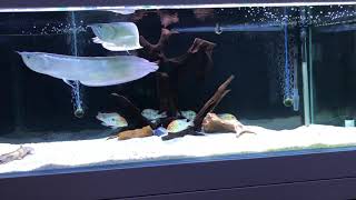 Arowana tank update with Geophagus [upl. by Hellene]