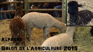 Alpagas  Vicugna pacos Linnaeus 1758  Salon de lAgriculture 2015  032015 [upl. by Lenoil]