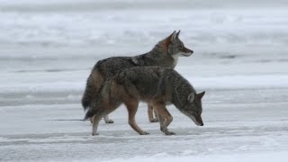 Science Bulletins Urban Coyotes Mate for Life [upl. by Reginald682]