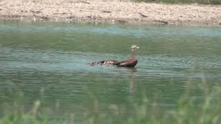 Black bellied Whistling Duck Orrick 8 5 24 [upl. by Eimmit]