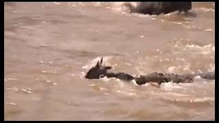 Crocodiles hunting wildebeest at the Mara river [upl. by Segal]