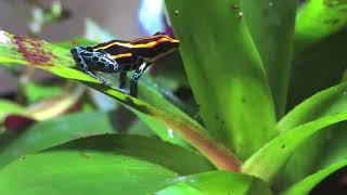 Poison Dart Frog Calling  Ranitomeya amazonica quot iquitosquot [upl. by Susie813]