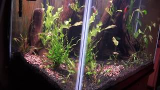 56 Gallon Column Setup A Planted Tank Journal [upl. by Aneba331]