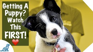 Puppy First Day Home Tips  Professional Dog Training Tips [upl. by Victor972]