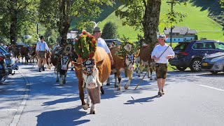 Almabtrieb am Achensee 2024 [upl. by Nevram421]