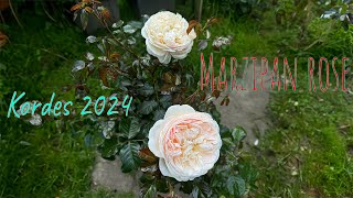 Marzipan rose New release from Kordes 2024 Beautiful rose Rose in bloom Rose in pots [upl. by Deanne]