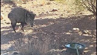 This javelina is not currently in a squadron [upl. by Newra604]