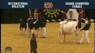 768  Holstein Grand Champion Female [upl. by Ajani394]