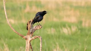 Greattailed Grackle [upl. by Takakura]