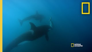 Orca Hunt Seven Gill Sharks  Orca vs Great White [upl. by Aundrea]