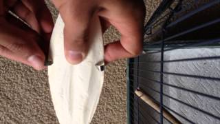 Install cuttle bone for ParakeetsBudgies HD [upl. by Clemmie]