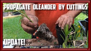 Propagate Oleander From Cuttings Update [upl. by Thornton701]