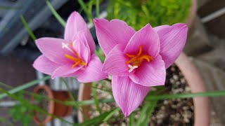 Lirio de lluvia Zephyranthes Carinata CUIDADOS  Rain Lily Zephyranthes Carinata CARE [upl. by Iyre]