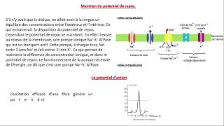 les propriétés du tissu nerveux partie 3 [upl. by Trinidad]