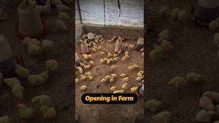 Poultry farming Business Plan for Farmers poultry poultryfarming shorts [upl. by Conte848]