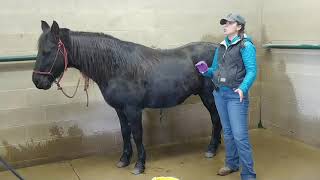 How to Clean a Geldings Sheath [upl. by Anahtor]