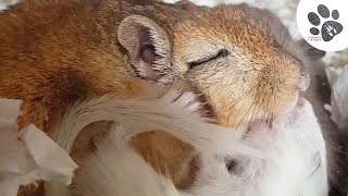 Bébé Gerbille Fait Un Bisou À Son Papa Rongeur   Funny Gerbil Hug [upl. by Ziguard708]