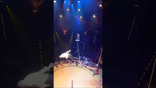 Sturz vom Hochseil Artist Freddy Nock oder… circus shows hochseil extreme stunt [upl. by Sadonia]