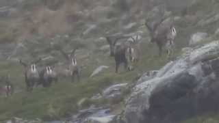 IBER HUNTS MARK HUNTING A GOLD MEDAL IBEX IN GREDOS [upl. by Avigdor]