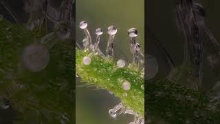 Up close trichomes of the Cannabis Sativa flower a few weeks before harvest [upl. by Lupe586]