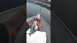 KOKANEE SALMON FISHING WITH A FIRETIGER NEEDLEFISH AT BULLARDS BAR [upl. by Airyt97]