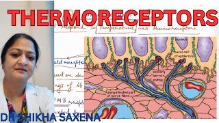 Thermoreceptors Types of receptors [upl. by Naelcm]