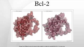 Bcl2 [upl. by Billy]