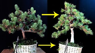 bonsai design Pinus pinea [upl. by Bellis292]