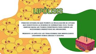 Bioquimica de la Lipogénesis y Lipólisis [upl. by Mandell]