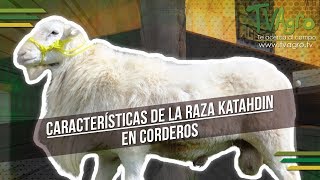 Características de la Raza Katahdin en Corderos  TvAgro por Juan Gonzalo Angel [upl. by Oidivo]