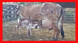 🔴 Rancho Loma Alta los mejores ejemplares Suizo Americano Gyr Lechero Suizbu y Girolando [upl. by Nnanerak]