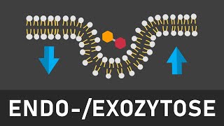 Endo und Exozytose einfach erklärt  Phagozytose Pinozytose konstitutive und stimulierte Exozytose [upl. by Sellihca]