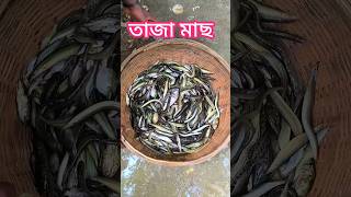 গ্রামের বাজারে চমৎকার মাছ [upl. by Ardeahp]