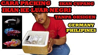 Cara Packing Ikan Cupang Tanpa Oksigen Untuk Di Kirim ke Luar Negri [upl. by Sukramed]