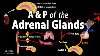 Anatomy and Physiology of the Adrenal Glands Animation [upl. by Rabbaj]